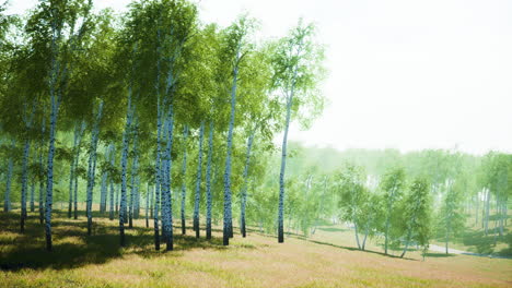 bosque de abedul a la luz del sol por la mañana