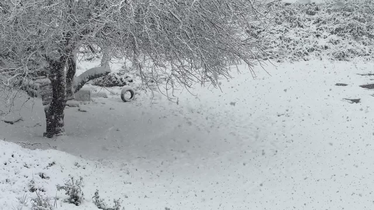 Serene Winter Wonderland: Snowfall in a Tranquil Forest