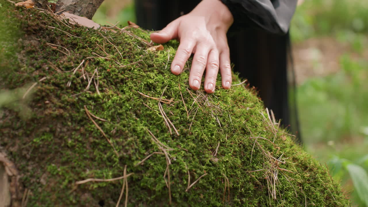 Close up of vibrant moss-covered stump in lush green forest as woman reaches out hand to gently touch surface, sunlight softly highlighting natural textures, peaceful atmosphere