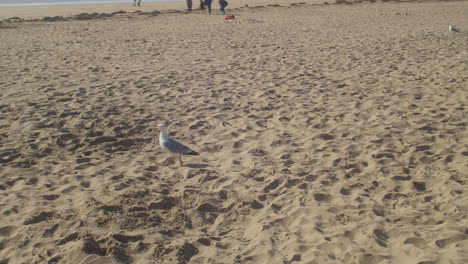 Seagull-Walking-On-Sand-By-The-Sea-Shore-In-Perranporth-Beach,-Cornwall,-UK---panning-shot