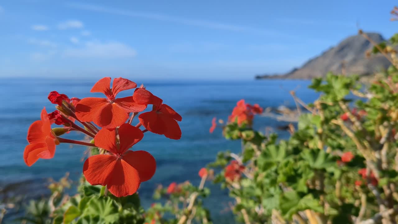 Bunga Pelargonium merah di tepi laut, pemandangan laut dan gunung di Eropa Selatan.