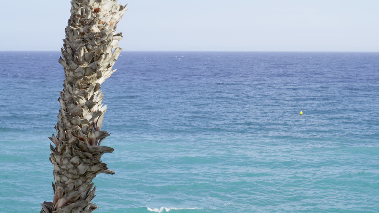Static medium shot showing a textured palm trunk against a vibrant blue slow moving ocean. Minimal, tropical, and rich in natural contrast and summer feeling