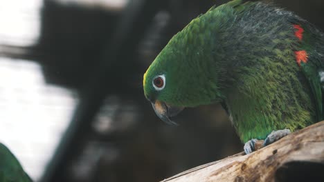 Macro-En-Cámara-Lenta-Cerca-De-Un-Hermoso-Loro-Verde-En-Cuenca-Ecuador,-América-Del-Sur