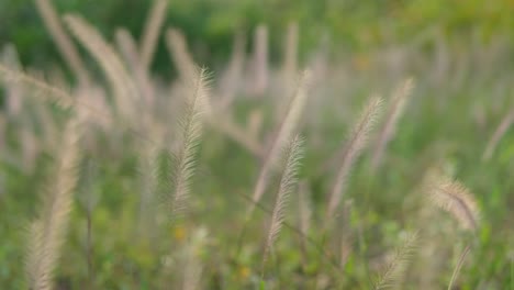 Close-up-shot-of-wheat-grains-plants-swaying-gently-in-the-wind-in-a-very-windy-day-with-a-blurred-background
