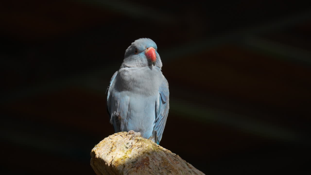 한국 오산 새 공원의 돌에 자리 잡은 푸른 고리 목 앵무새, 장미 고리 앵무새 psittacula krameri