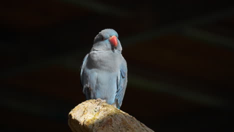 blue ring-necked parakeet perched on stone in osan birds park, south korea, rose-ringed parakeet psittacula krameri