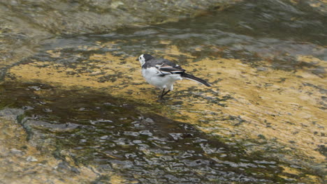 white wagtail forages walking in shallow brook water searching alga and pecking underwater organisms at indonesia