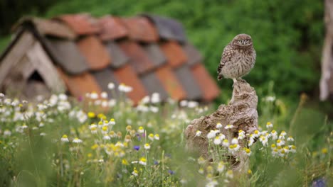 small tawny owl perched on tree stump in front of old barn, in flower meadow, flies away