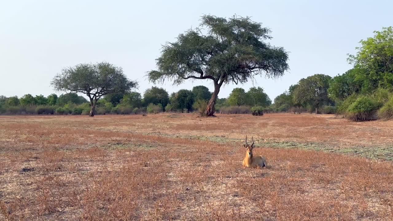 남부 루앙가 국립공원에서 거의 움직이지 않고 누워있는 수.