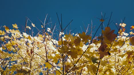 Ein-Gewöhnlicher-Baum-Und-Seine-Blätter-In-Der-Stadt-Vac