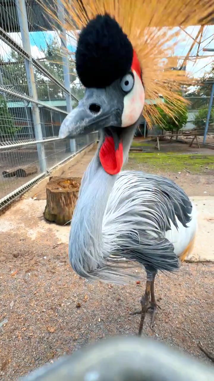 Uccello in gabbia in un parco faunistico. Un uccello è nella sua gabbia ed emette un richiamo durante una giornata di sole in un parco faunistico. Ha caratteristiche e colori unici