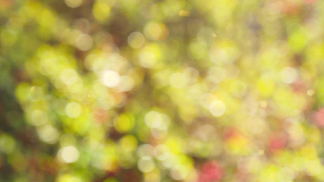 Bokeh와 추상가 배경