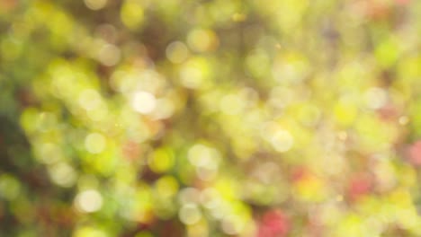 fondo de otoño abstracto con bokeh