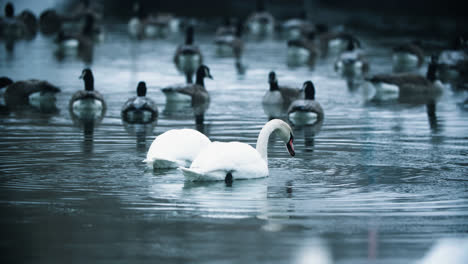 Un-Par-De-Cisnes-Blancos-Salvajes-Bebiendo-Agua-Helada-Del-Lago