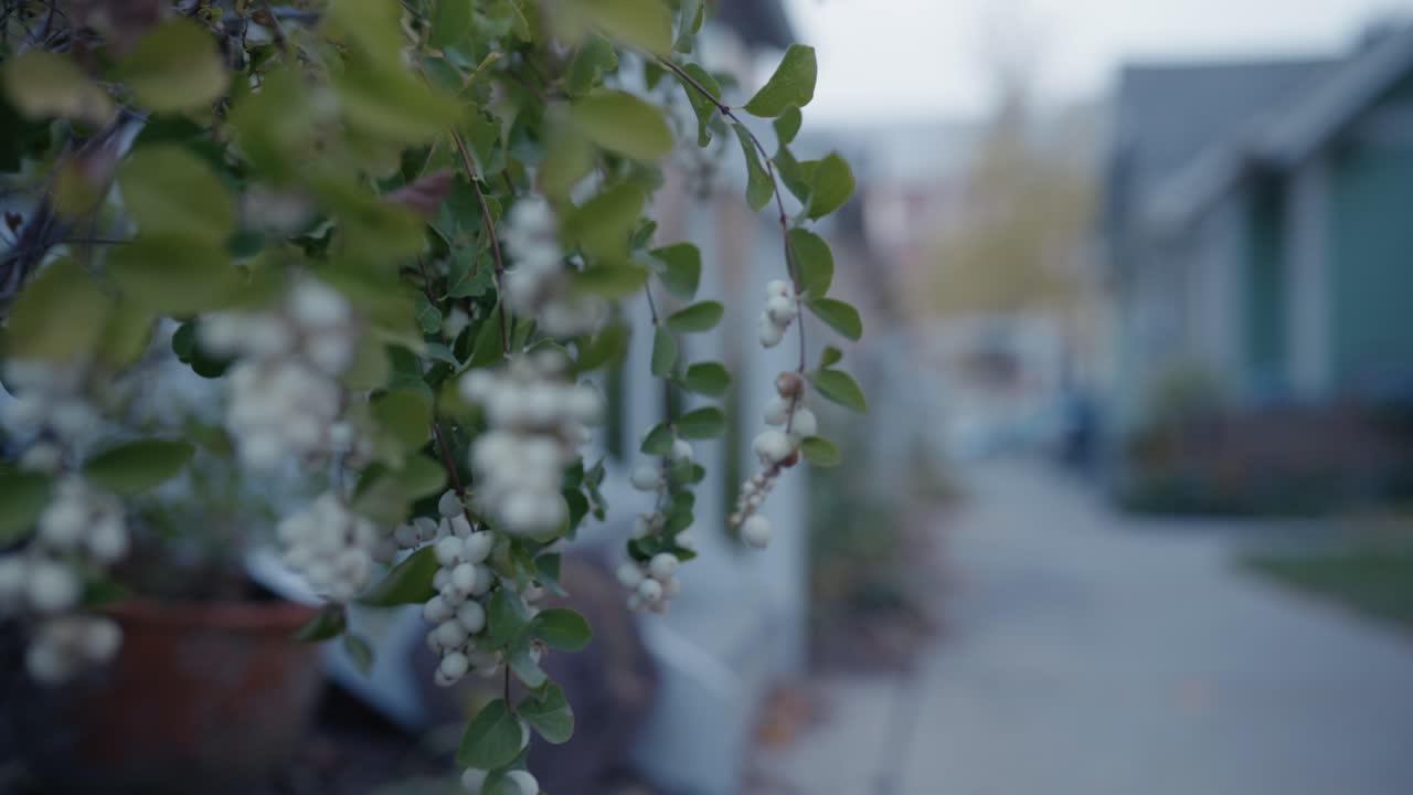 Close-up of White Berries and Green Leaves Hanging from a Plant in a Residential Area
