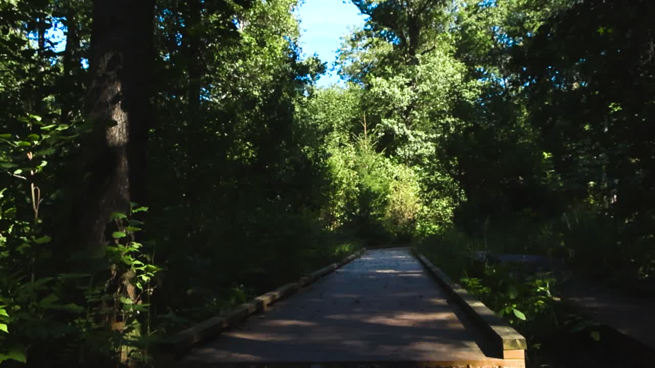 Gorgeous wooden brown hiking track or boardwalk in a dense and thick lush green forest while sun is shining throught the trees and bushes. The walking track leades into the distance between trees