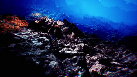 discovering vibrant corals and textures on the dawn seabed
