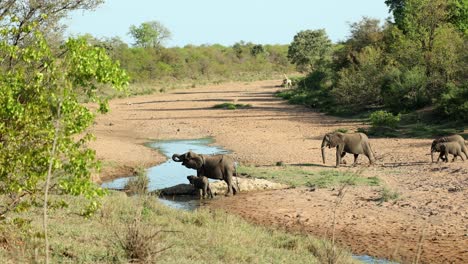 Elefantenherde-Gesellt-Sich-Zum-Wasserloch-Im-Flussbett,-Im-Hintergrund-Giraffen