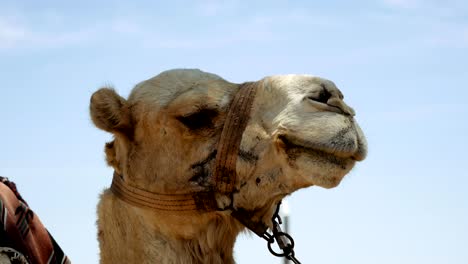 camel head closeup outdoors