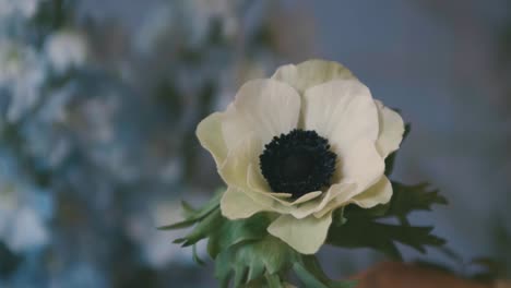 beautiful white flower with black center
