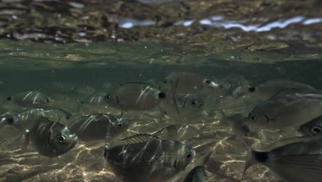 Half-underwater-view-of-hand-feeding-fish-in-shallow-sea-water