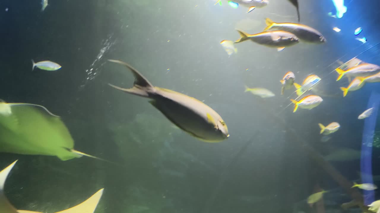 물고기와 해파리는 수족관에서