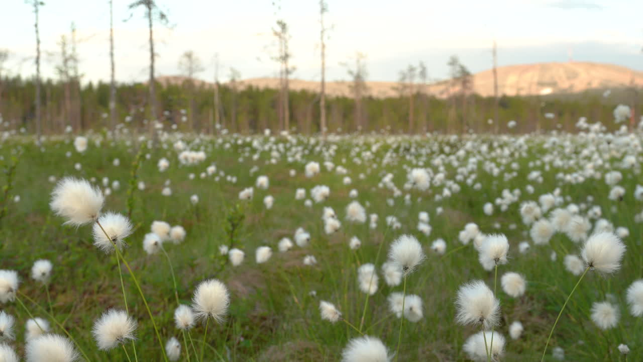 cottongrass creciendo en un pantano