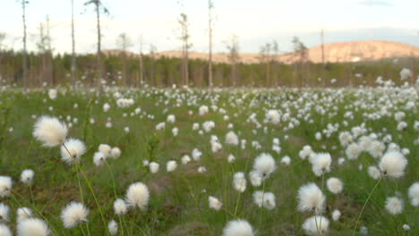 cottongrass creciendo en un pantano