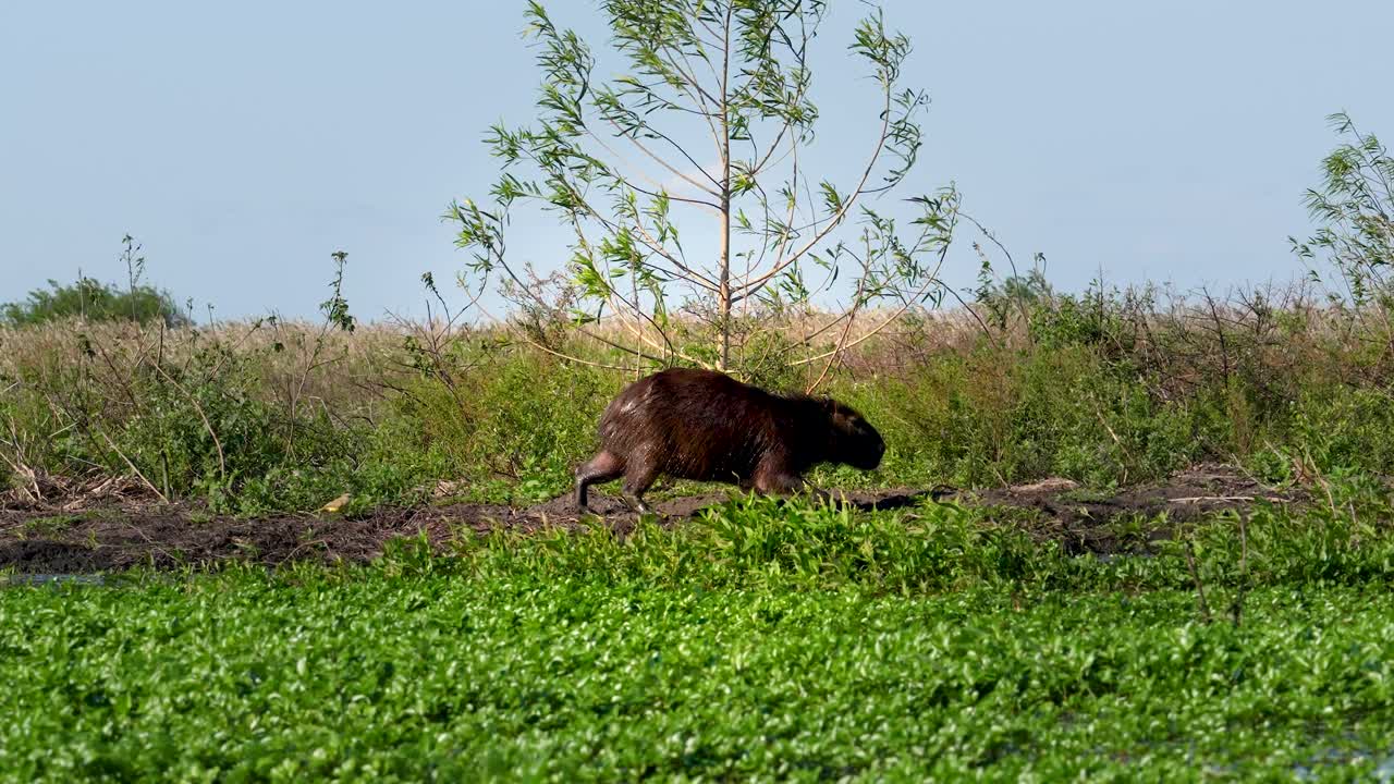Capibara che cammina lungo la riva del fiume, primo piano di fauna selvatica, Brasile