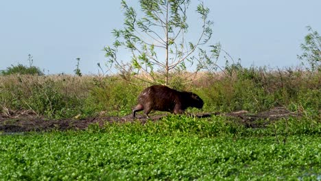 capibara, caminando a través de la orilla del río, vida silvestre de primer plano, brasil