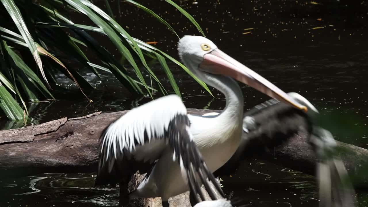 Pelicans Standing on Logs Above Pond in Tropical Wildlife Habitat