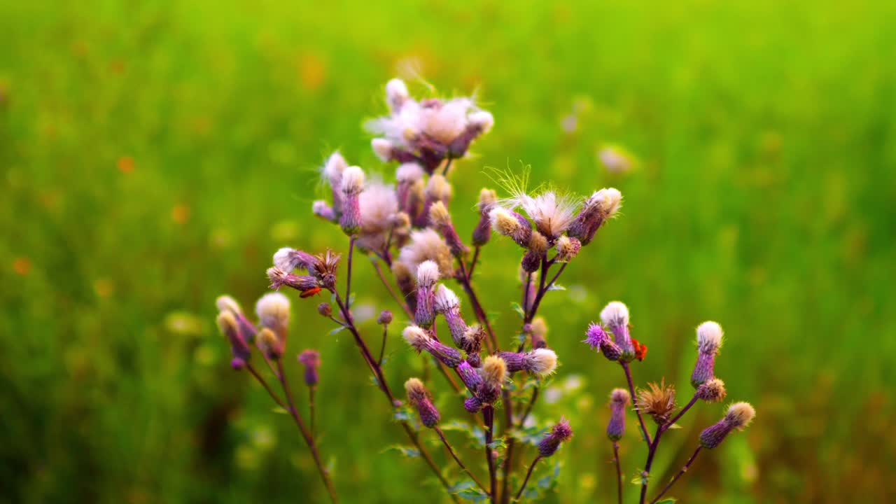 녹색 초원, 매크로, 50fps 슬로우 모션에 화려한 꽃