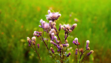 Colorfull-flowers-on-a-green-meadow,-macro,-50-fps-slow-motion