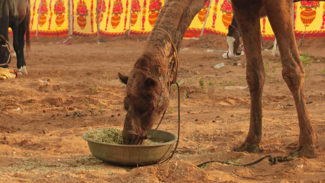푸쉬카르 박람회에서 낙타, 또한 푸쉬카르 낙타 박람회 또는 지역적으로 카르틱 멜라 (kartik mela) 는 인도의 푸쉬카르 라자스탄 시에서 매년 열리는 다일 축산 박람회 및 문화 박람회입니다.