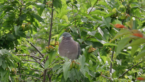 Wild-wood-pigeon-sitting-perched-high-up-in-a-sycamore-tree-in-the-UK-countryside