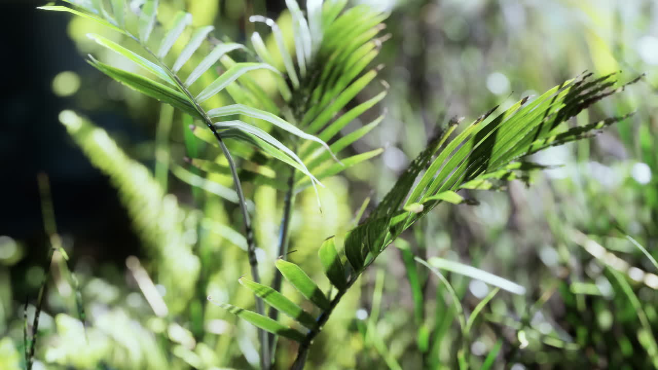 el sol brillando en el bosque tropical