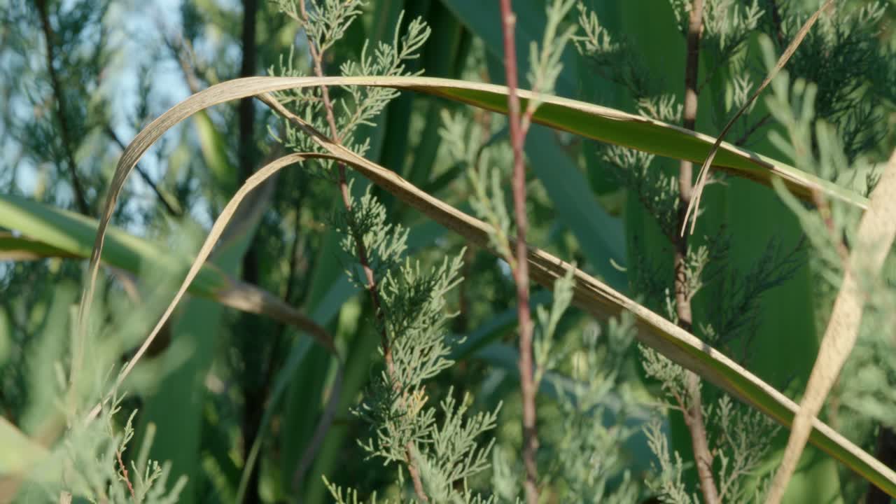 Static shot of some vegetation in the nature.