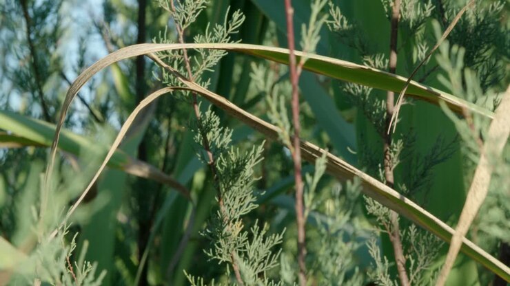 Inquadratura statica di vegetazione nella natura.