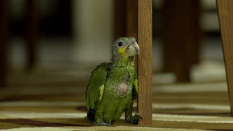 green yellow baby parrot of 2 months sitting still next to foot of chair, looking around curious, with people walking in background