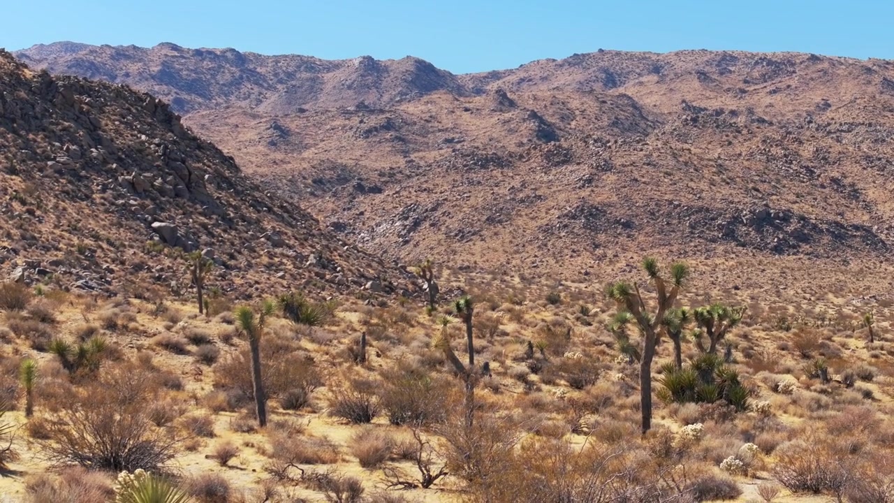 Parque Nacional Joshua Tree Califórnia, drone aéreo, árvores de yucca, trilhas, deserto de Mojave Colorado, Oásis de Quarenta e Nove Palmeiras, manhã, céu azul, outono, Outubro, Novembro, formação rochosa, cacto, paralaxe para trás