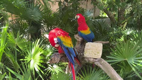 dos loros en una rama limpiando sus plumas