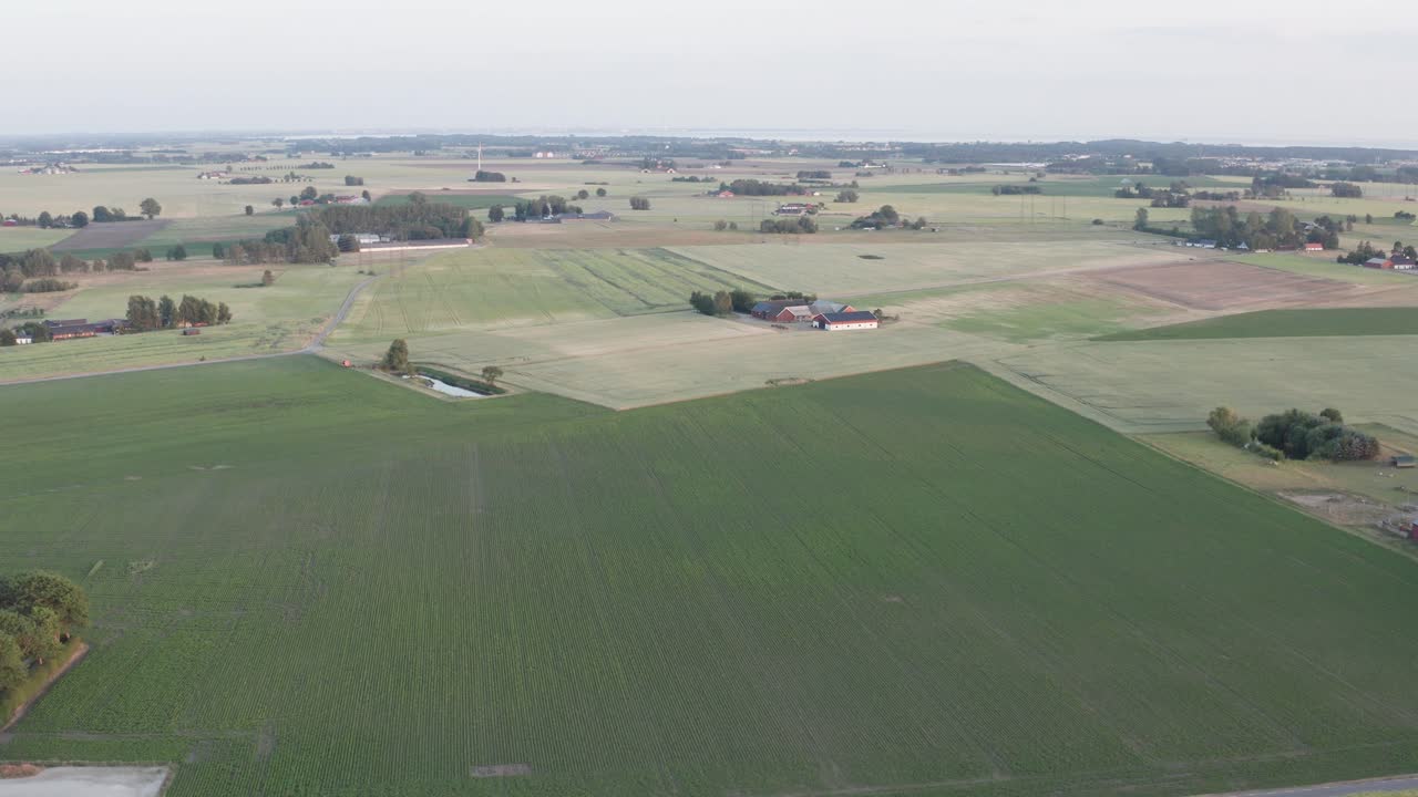 дрон снижается медленно над рапсовым полем с сельскохозяйственной землей на расстоянии в скане, южная швеция