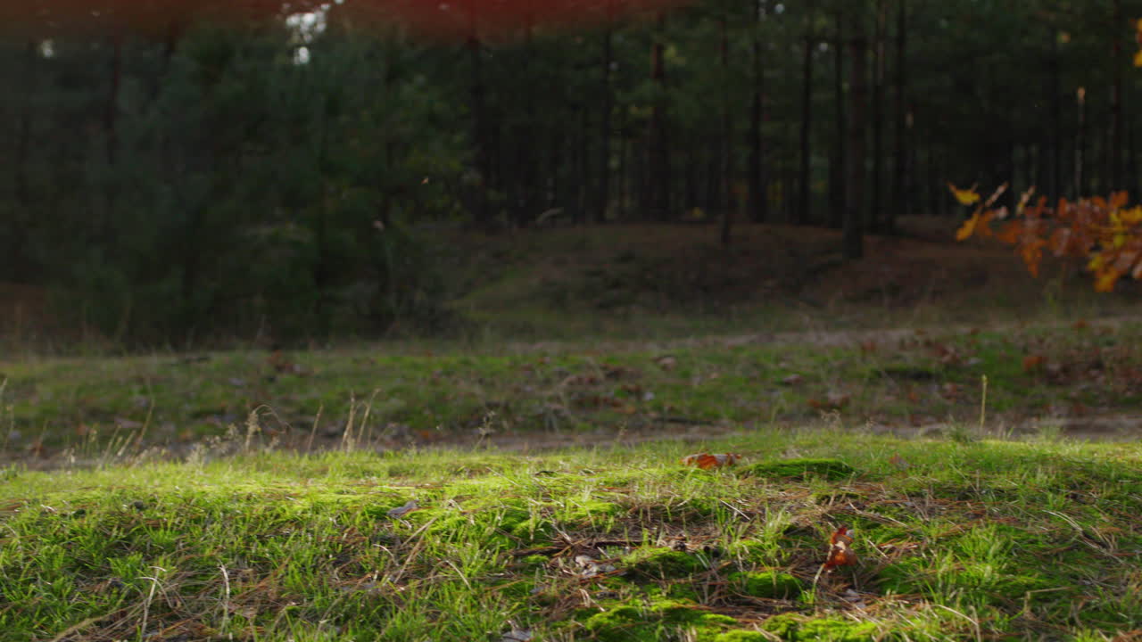 un perro corre a lo largo de un camino en un pintoresco bosque de otoño. hermosa iluminación antes de la puesta del sol