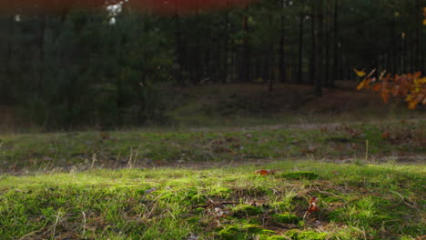 a dog runs along a path in a picturesque autumn forest. beautiful lighting before sunset