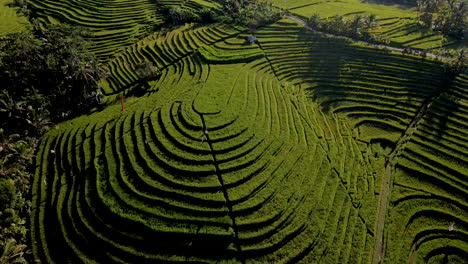 high angle view of rice field and person walking in between the rows of rice