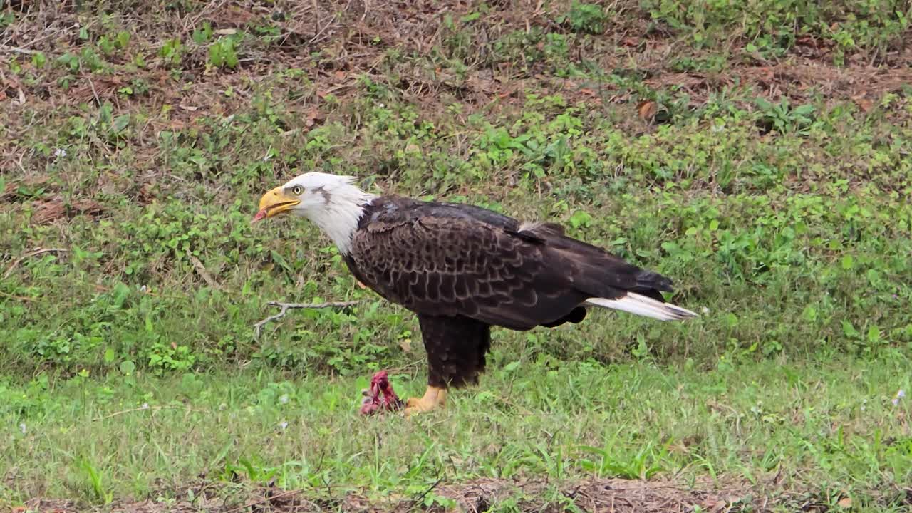 A bald eagle stands on short grass, hunched over fresh prey as it feeds with precision, showcasing raw wildlife behavior in its natural outdoor setting.