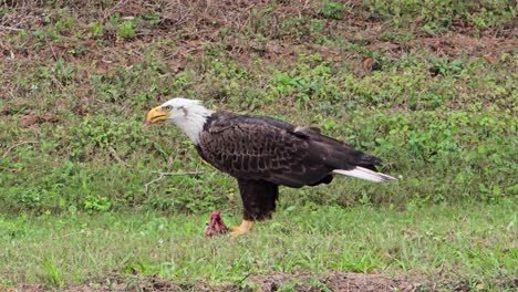a bald eagle stands on short grass, hunched over fresh prey as it feeds with precision, showcasing raw wildlife behavior in its natural outdoor setting.