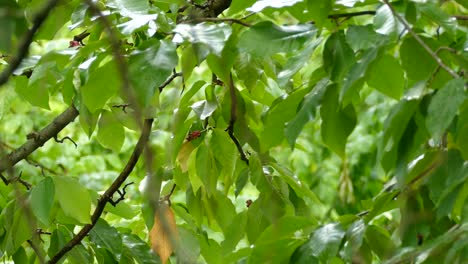 Exotic-gray-birds-flying-among-green-leaves