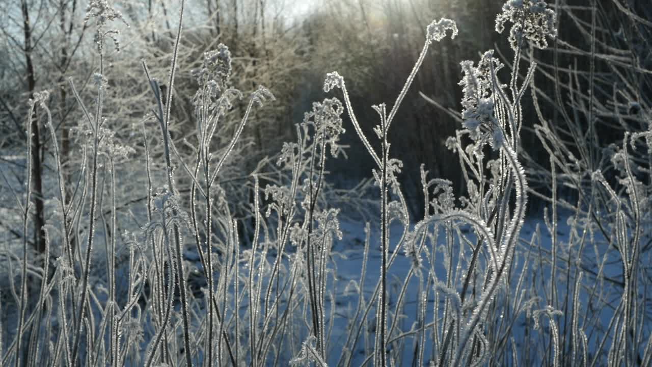 dia ensolarado de inverno, plantas cobertas de geada