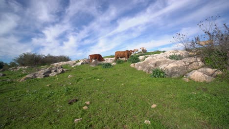 extra wide shot of cows eating grass on a hillside cloudy strite lines clear sky